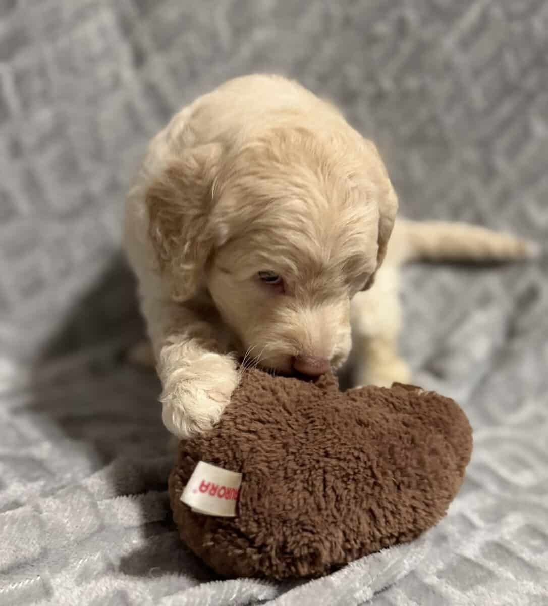 Golden Doodle Puppies image 6
