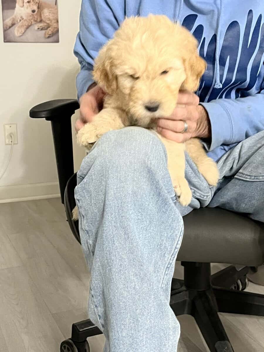 4 golden doodle puppies image 9