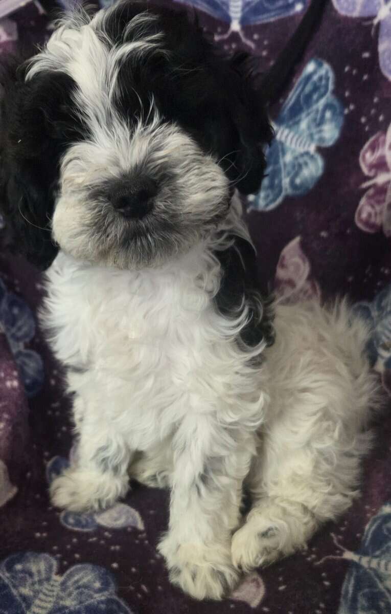Parti yorkiepoo image 1