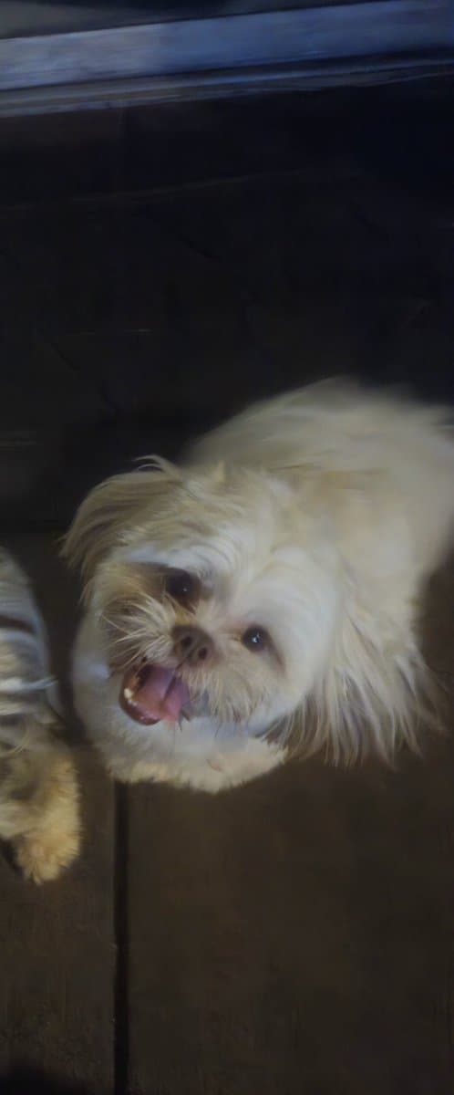 Purebred ckc males need a loving furever home! image 1