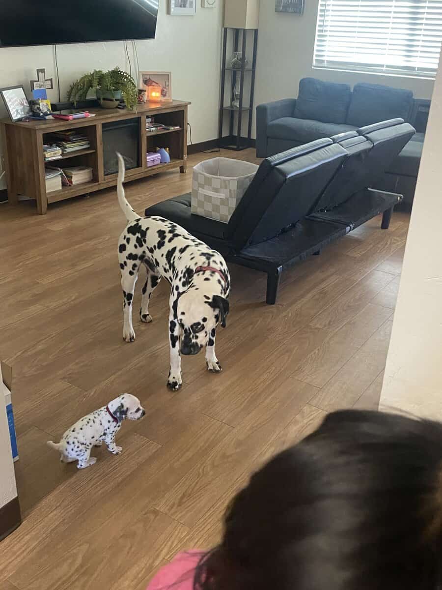 Dalmatian puppies image 13