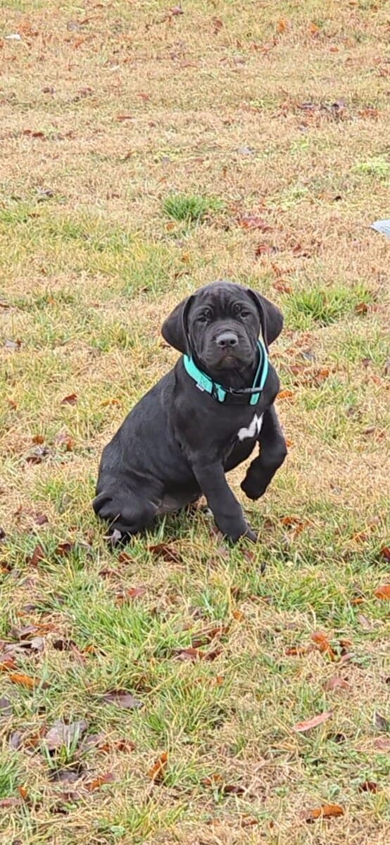 American Bandogg Pups image 2