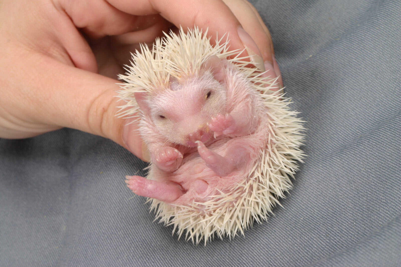 Hedgehogs image 3