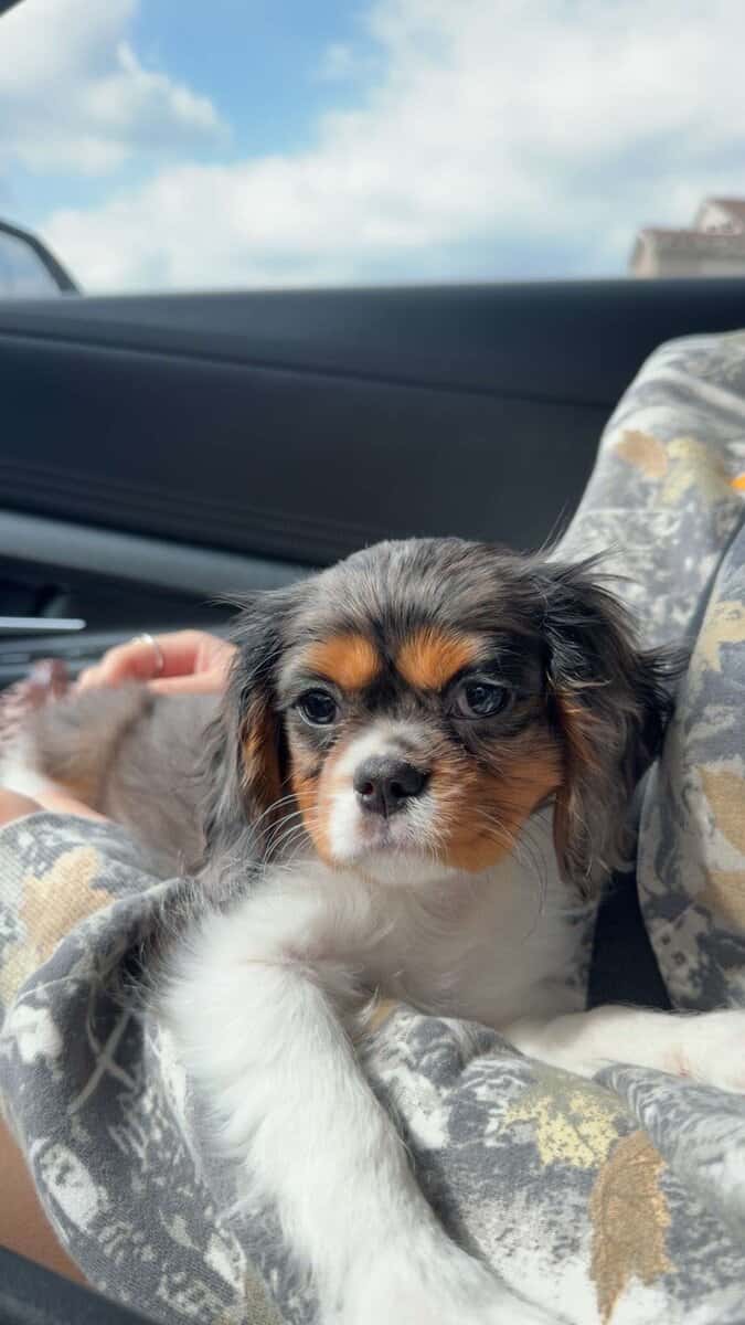 Puppy for sale image 2