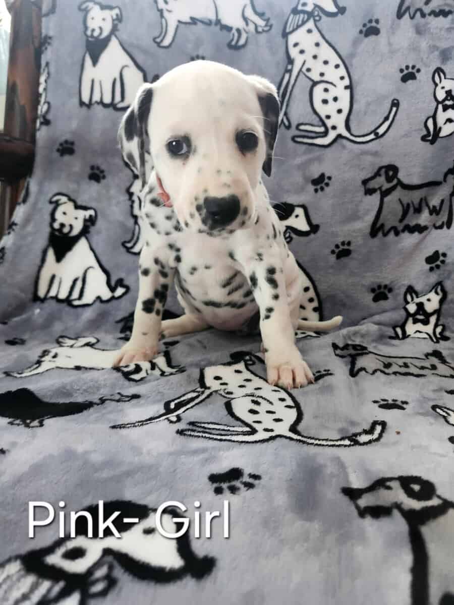 Dalmatian Puppies image 4