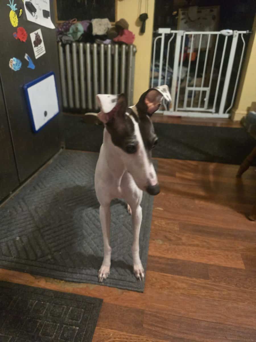 Italian greyhound image 5
