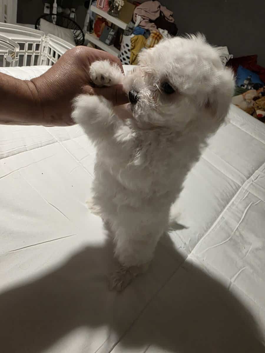 3..9 week old Maltese pups for sale image 1