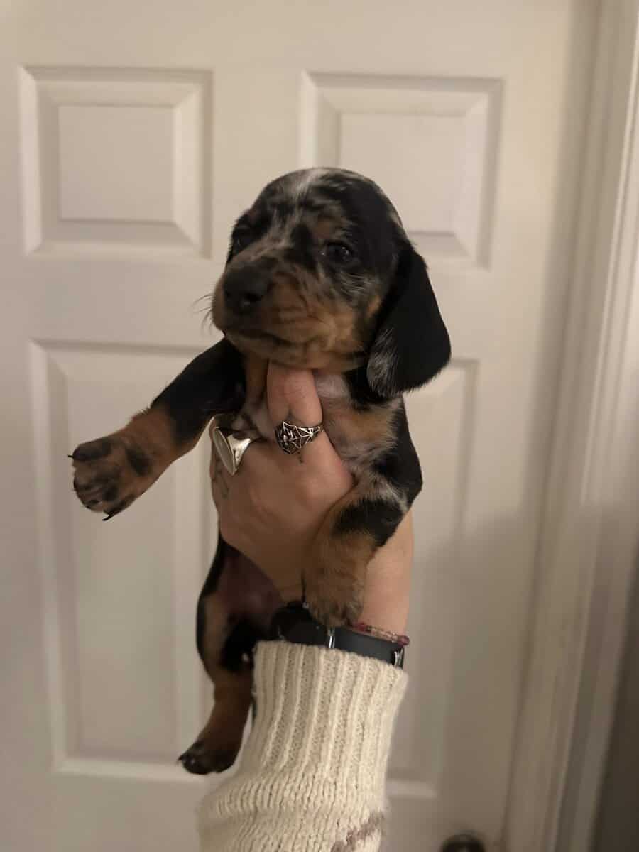 Dachshund Puppies image 15