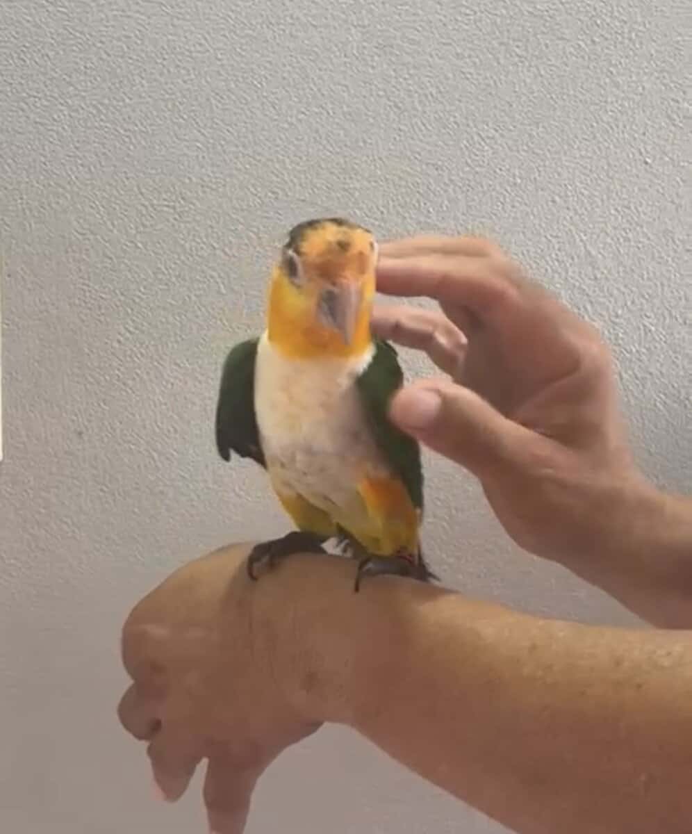 Caique , Eclectus And Sun Conures image 5