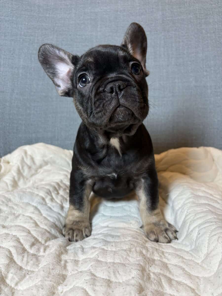 Black tri frenchie image 2