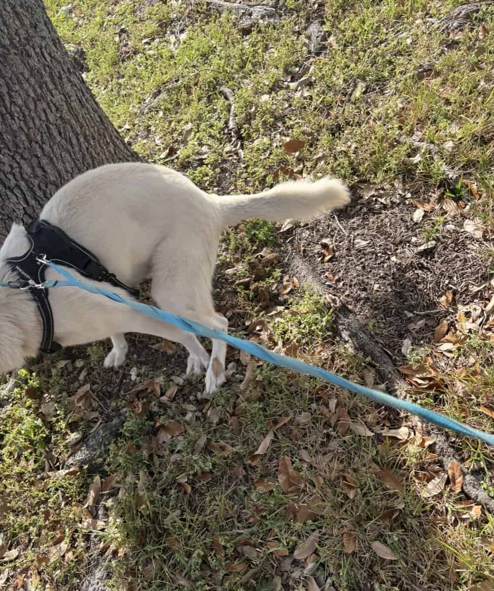 White Swiss Shepherd l image 7