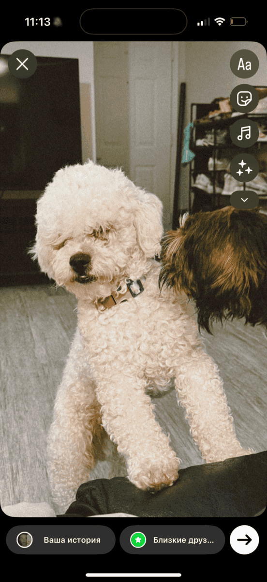 Selling a dog image 2