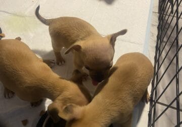 Chihuahua Puppies 🐶 for sale