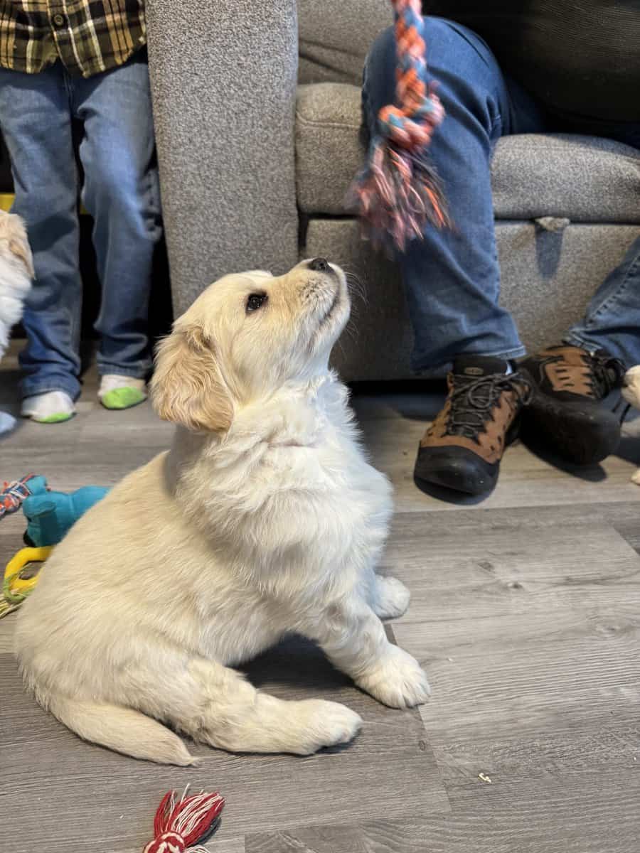Golden Pyrenees puppies image 1