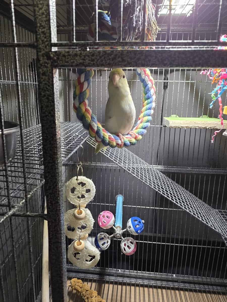 Male Parrotlet image 2