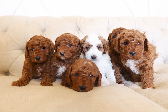 Adorable Micro f1bb Goldendoodle puppies! image 1