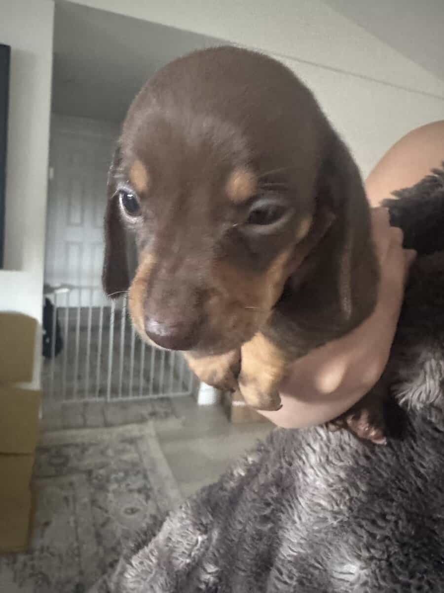 Mini dachshunds image 5