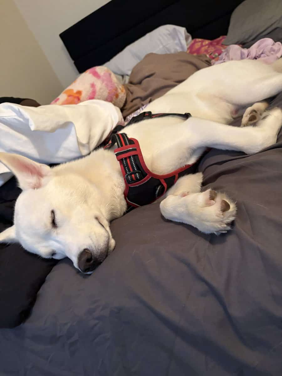 Rehoming our husky storm image 4