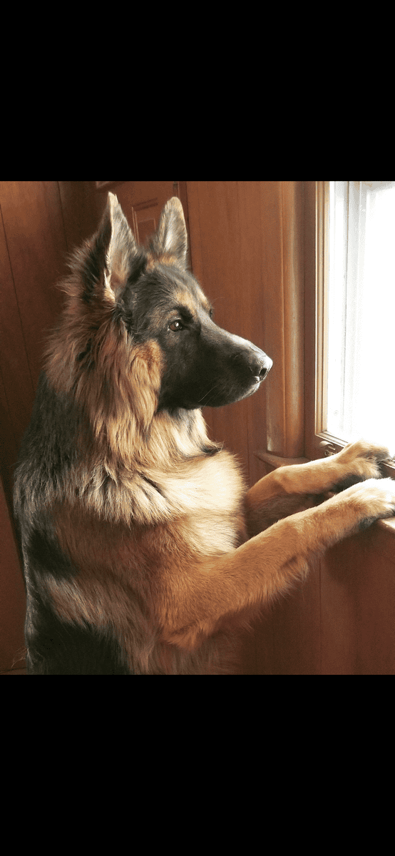 German Shepard Long Hair (Free) image 3