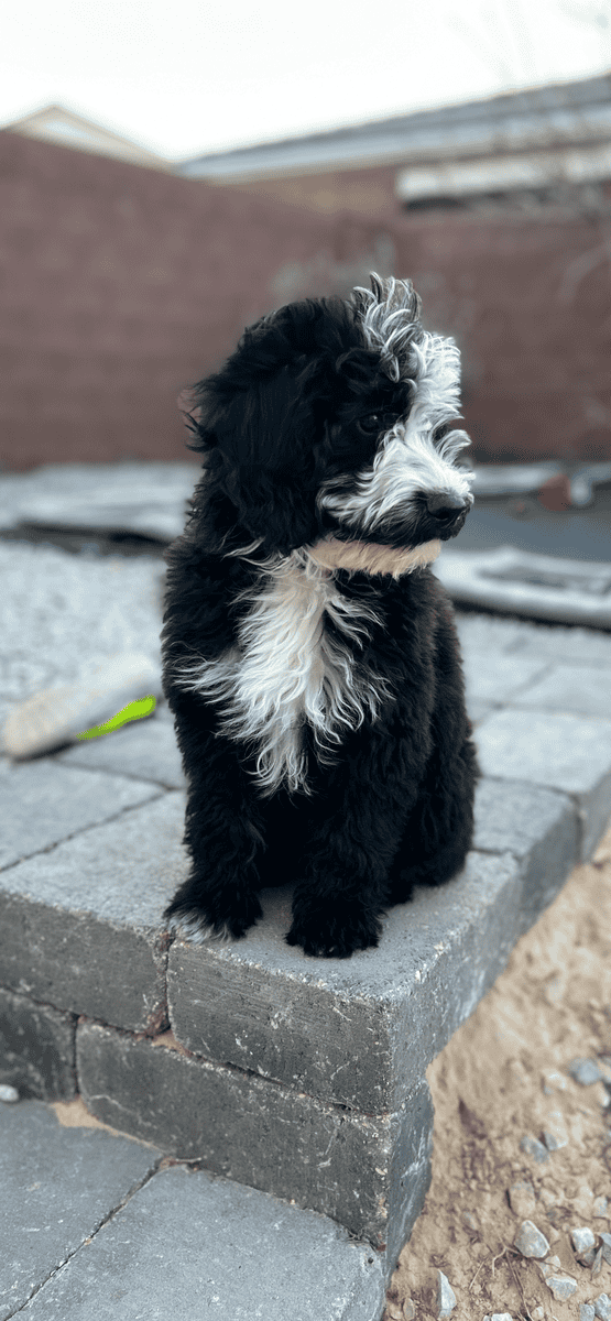 Mini Portidoodles image 12