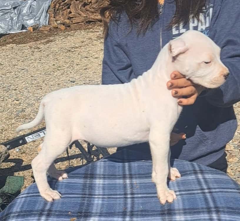 2½ Month Old Male Puppy image 5