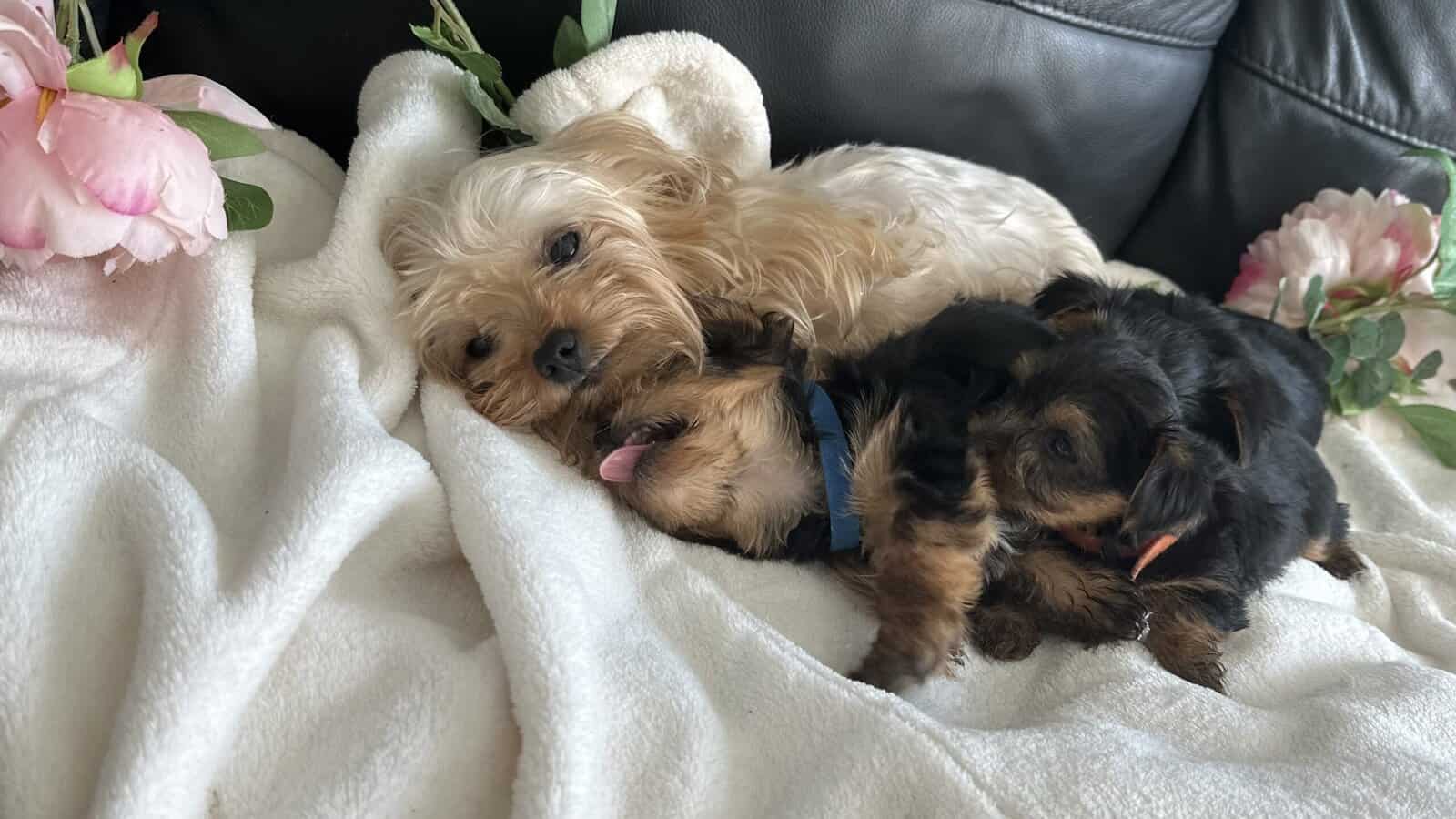 Yorkie puppies image 11