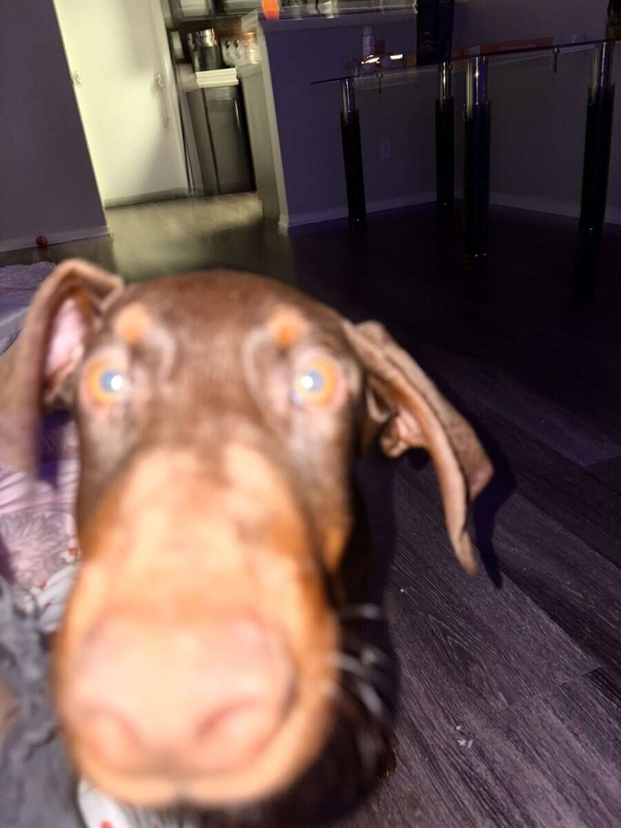 Doberman Puppies 11 weeks image 1