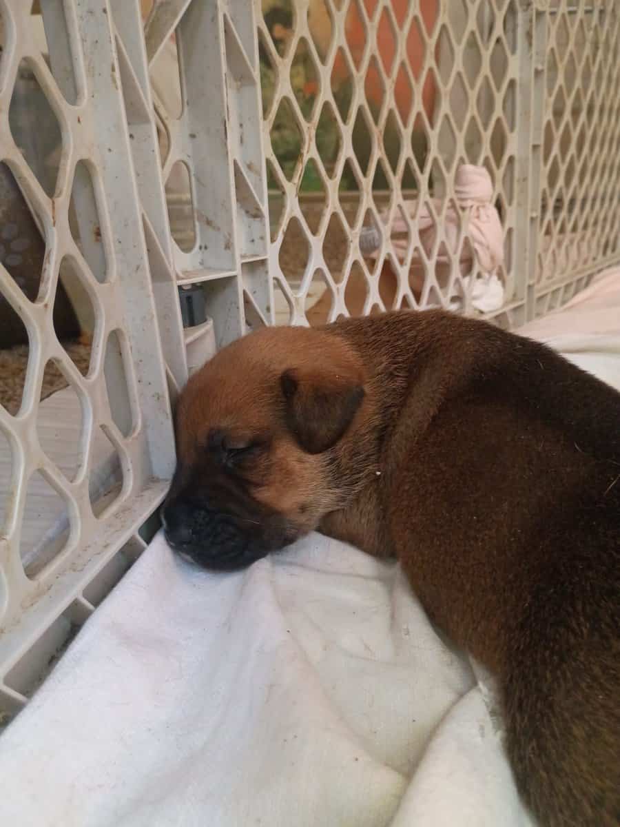 American Bully lab mix puppies image 15