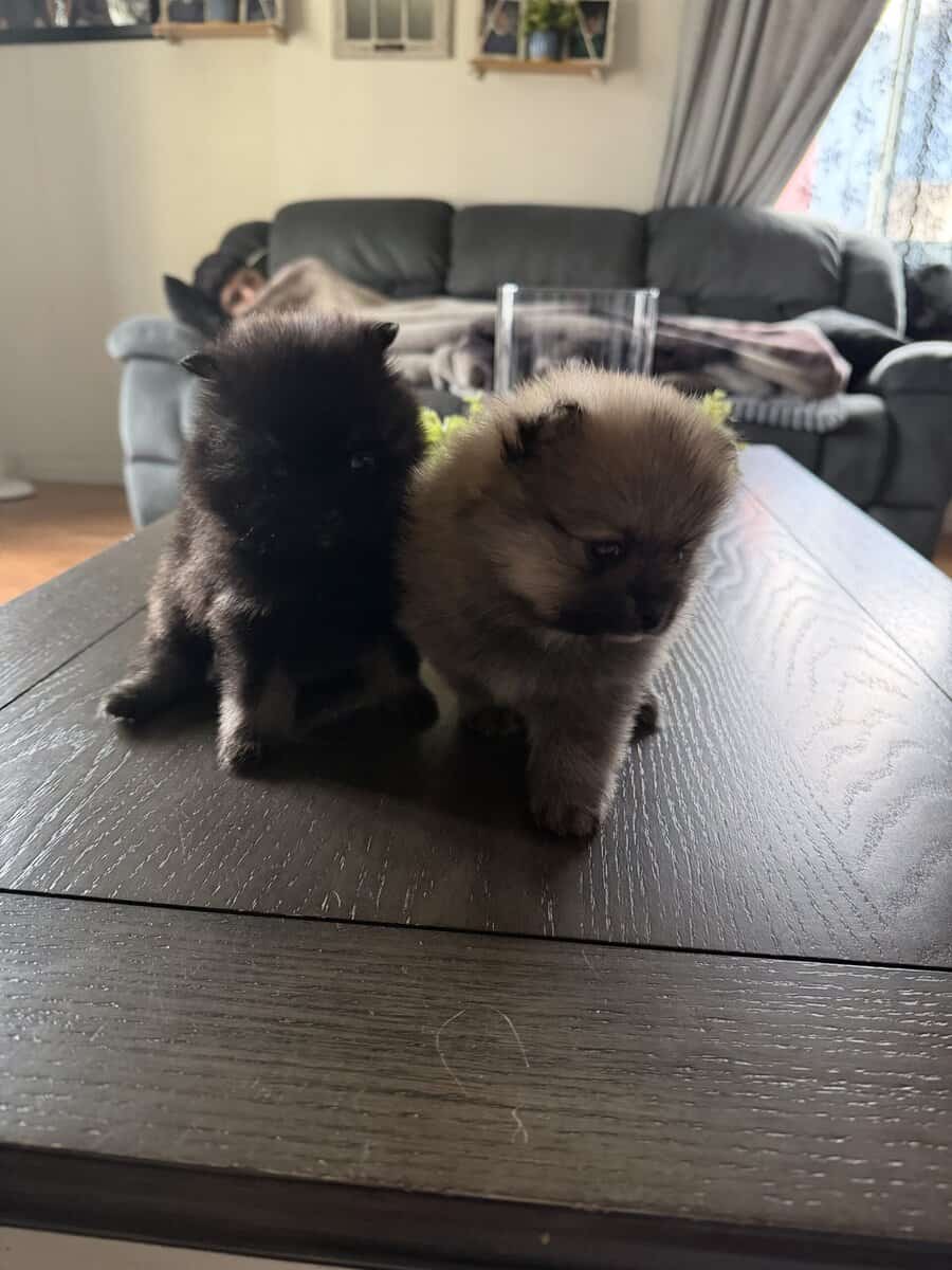 Pom puppy image 5