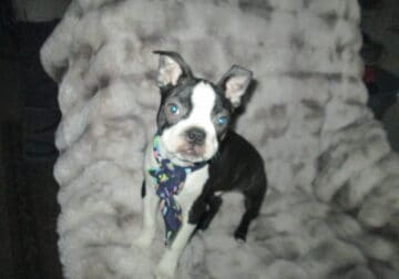 Boston Terrier