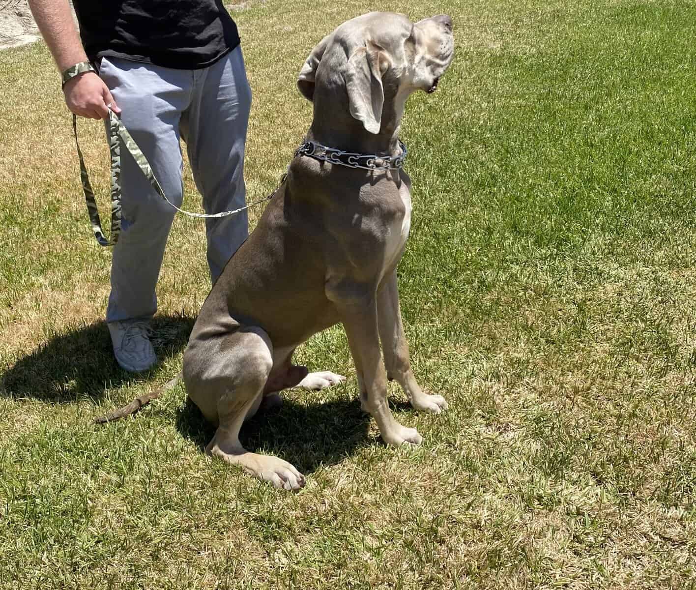 Great Dane Rehoming image 6