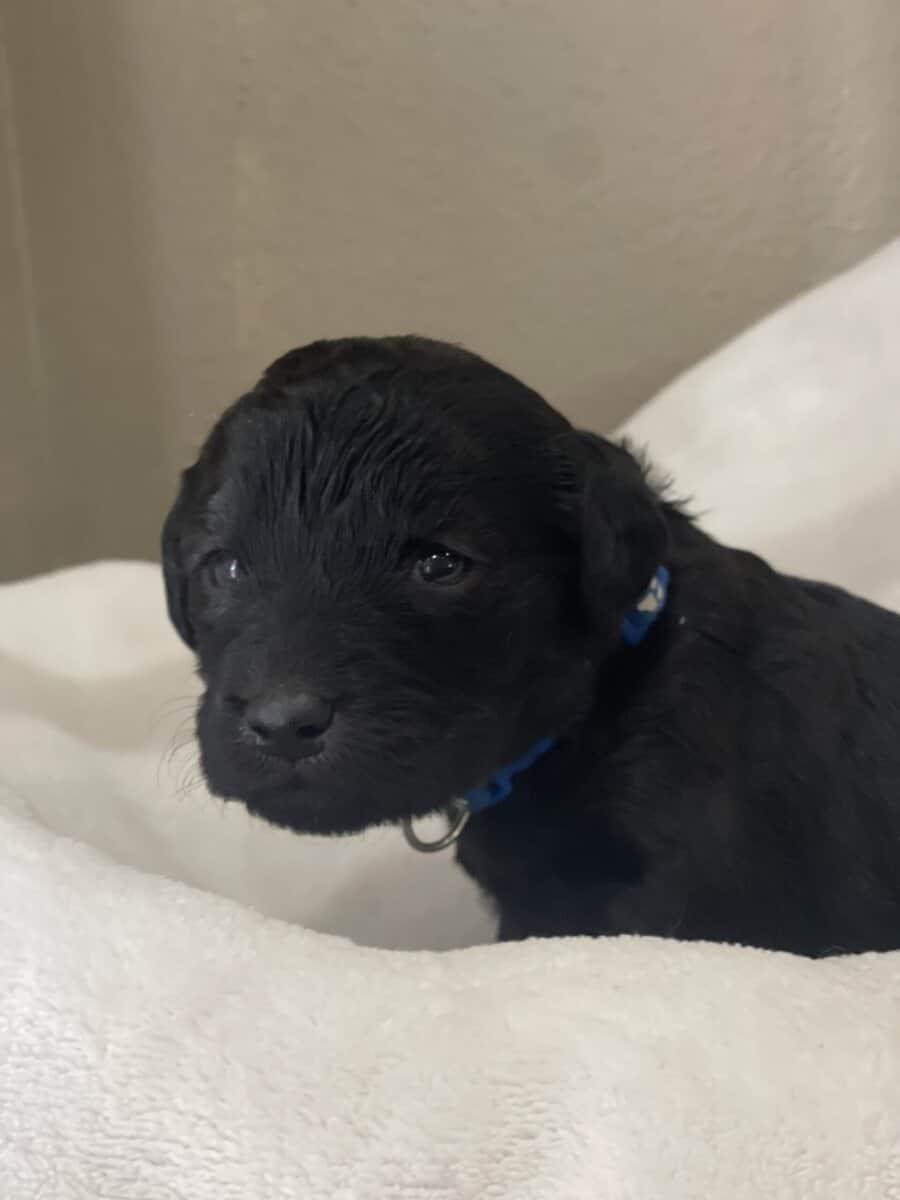 Blue Collar Boy Goldendoodle image 3