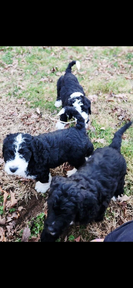 Bernedoodle F1 Puppies image 11