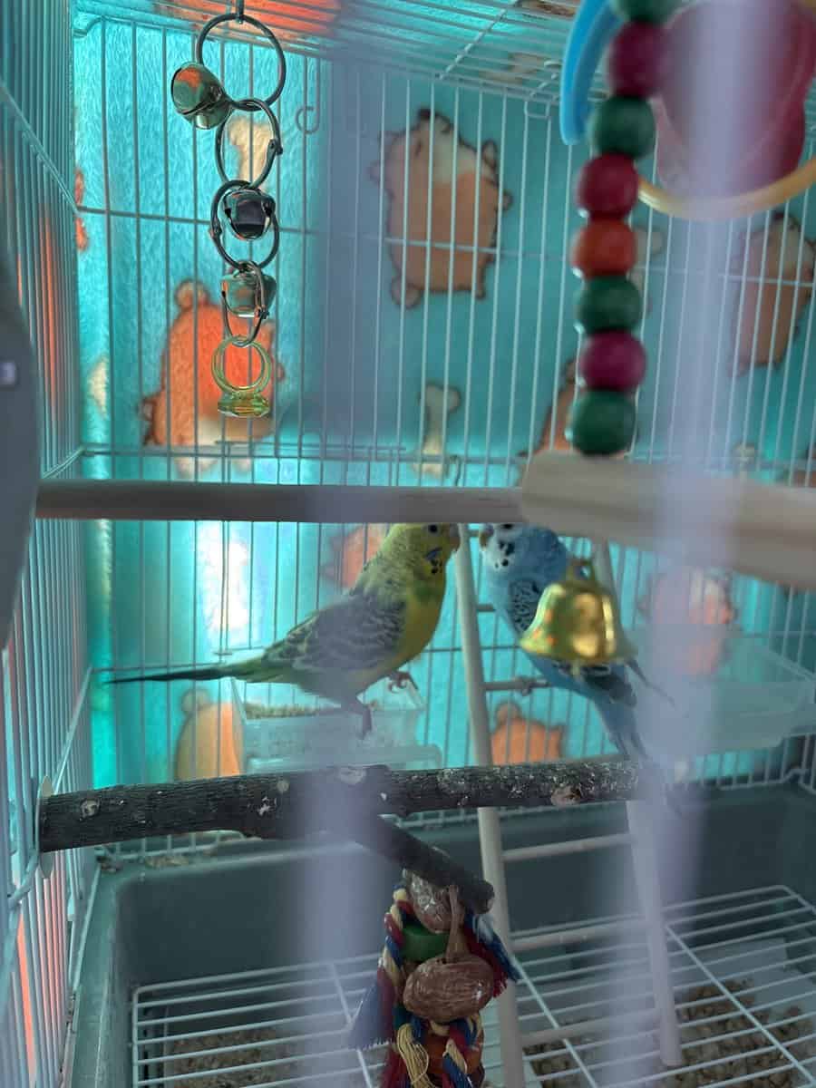 Parakeets need new home image 1
