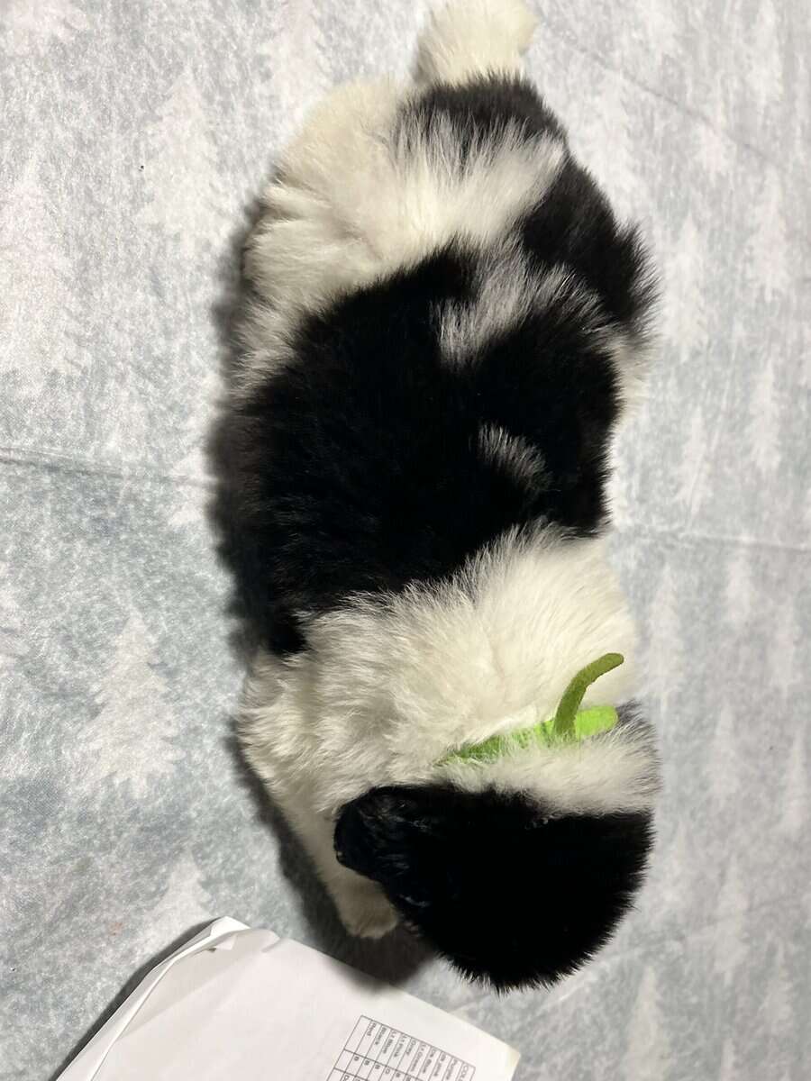 Newfoundland x Great Pyrenees image 19