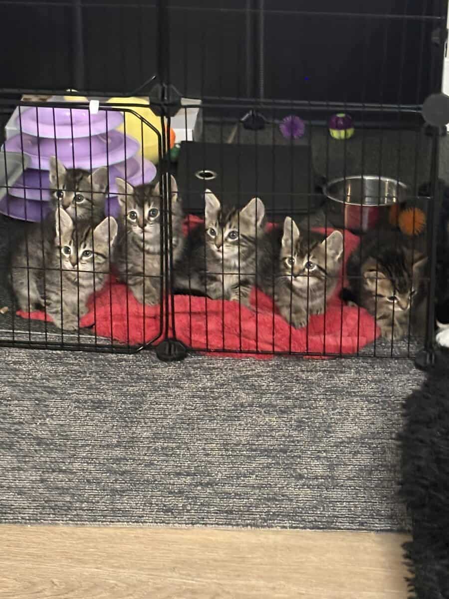 Kittens image 2