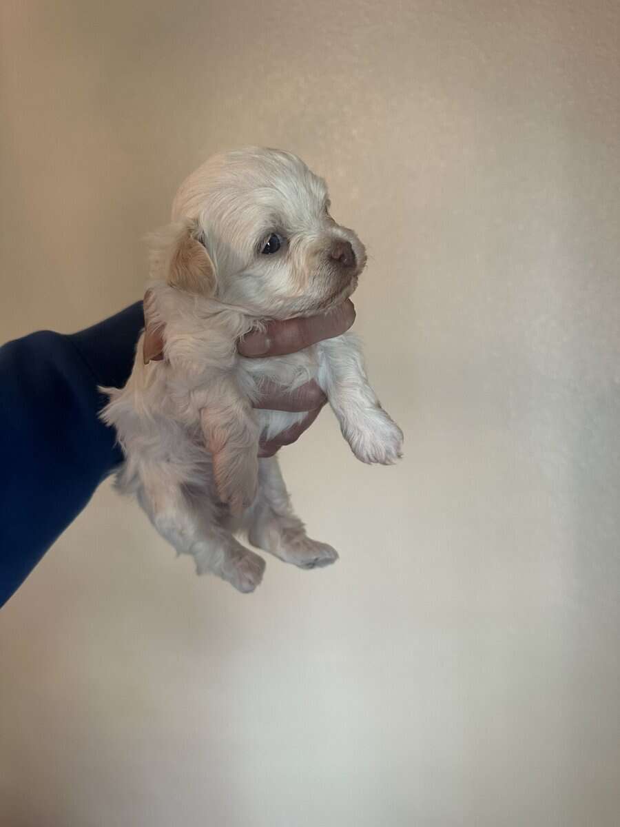 AKC Tiny puppies image 2