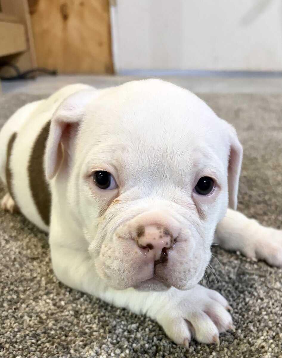 Olde English bulldog puppies image 4