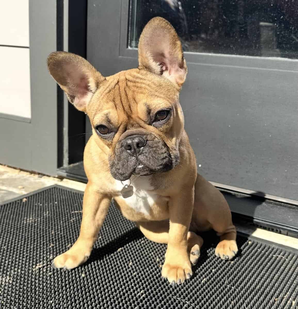 European Champion blood line French bulldog image 1