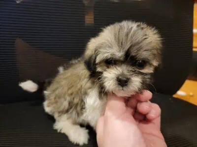 Teddy Bear Puppies (Shih-Tzu + Bichon Frise)