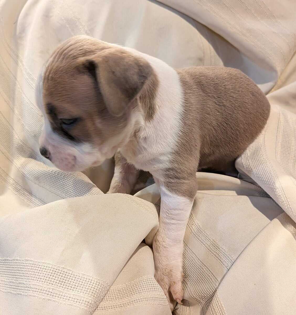 Pitbull puppies for sale image 5