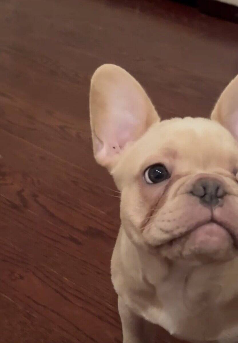 Frenchie lil papa image 2