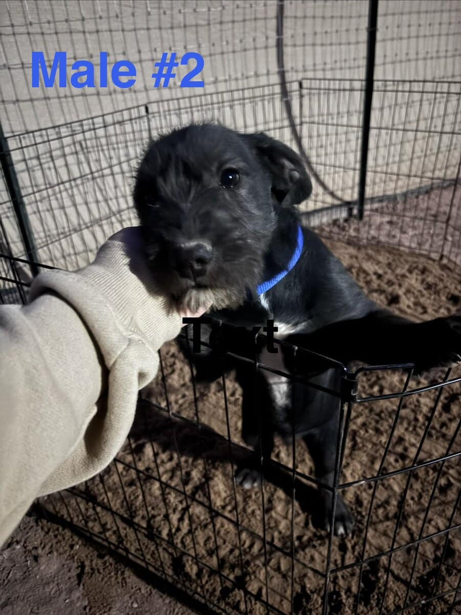 Schnauzer mix image 8