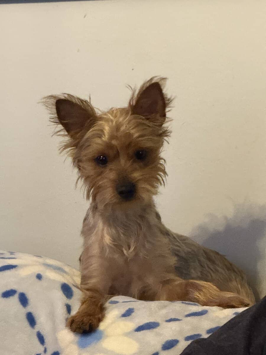 Yorkshire Terrier Puppies image 3