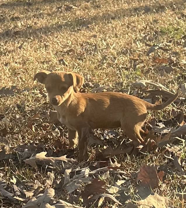 Chihuahua/dachsund image 5
