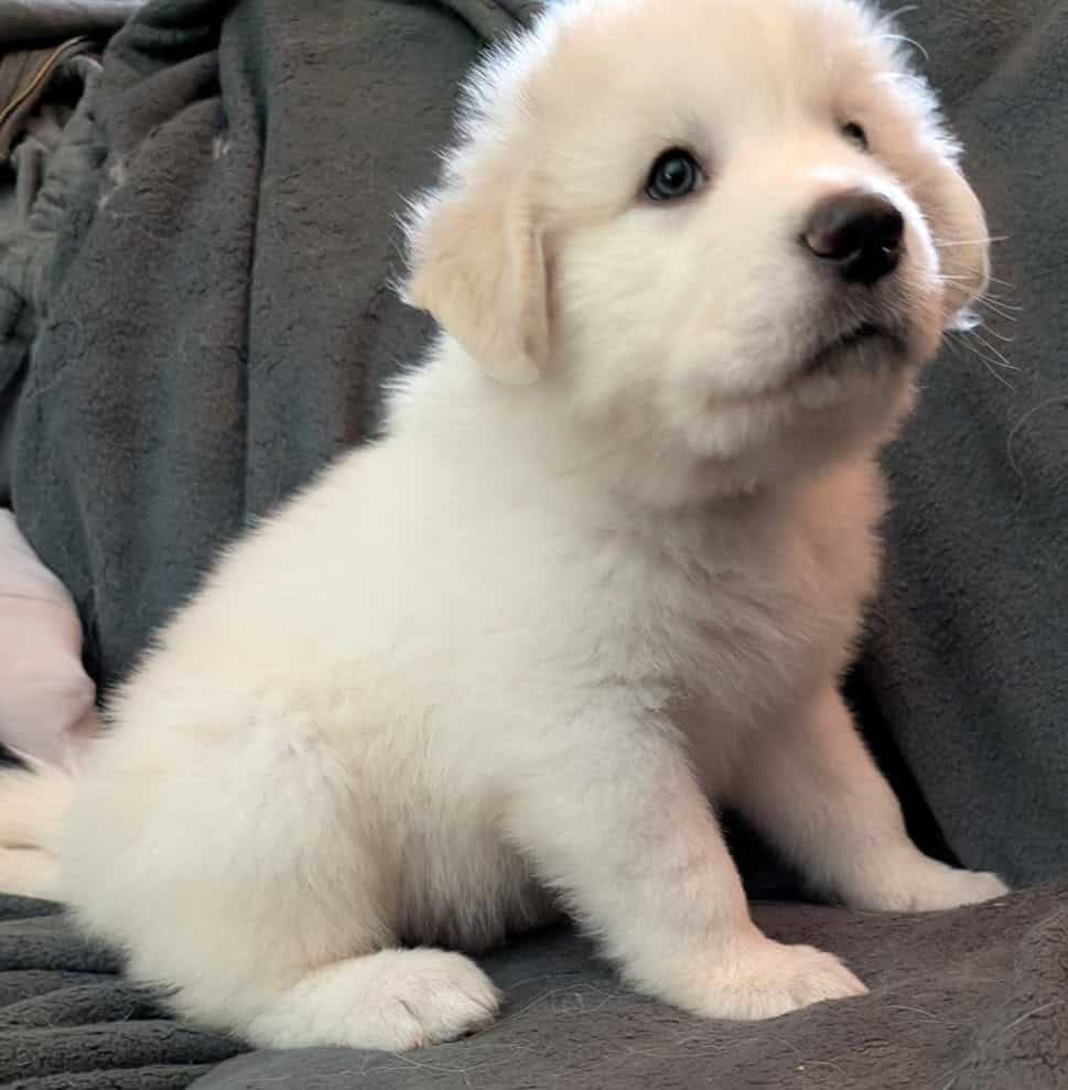 Great Pyrenees Puppies For Sale image 1