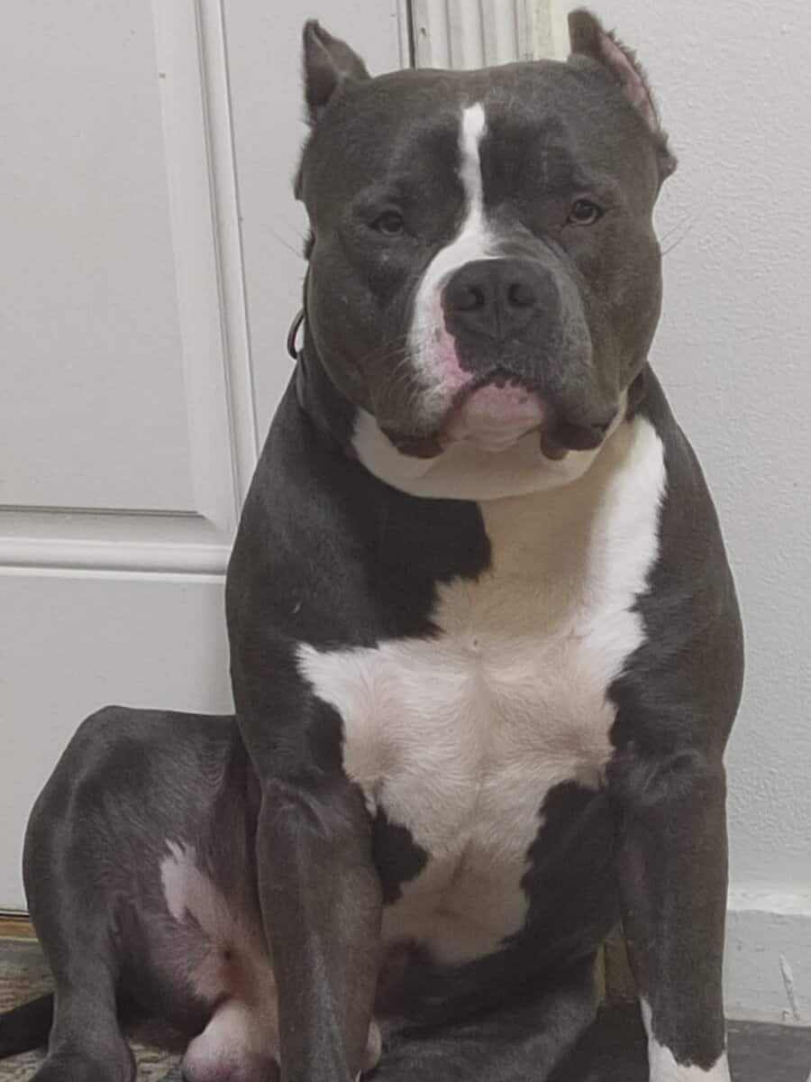 XL Bully image 1