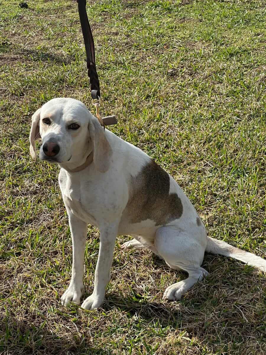 Loving Dog Needs Home image 2