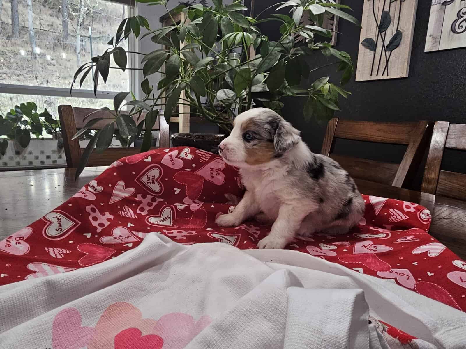 Mini Aussie Puppies image 6