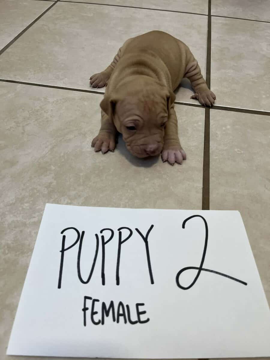 Beautiful 5 week old Red Nose American pittbulls image 7